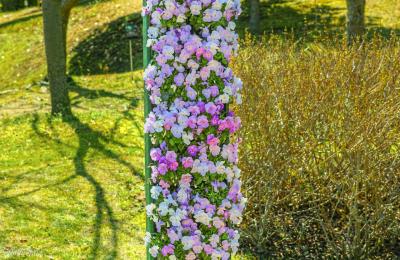 チューリップ　全てのお花　早かった！！　残念です～