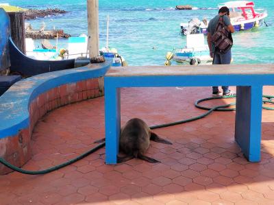 ガラパゴス旅その2 早速アシカ! 飛行機降りたらそこはもうパラダイス!