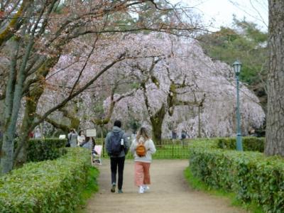 京都もそろそろ桜の季節に・・・！2019年