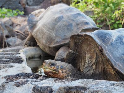 ガラパゴス旅その３　ダーウィン研究所と夜の港と