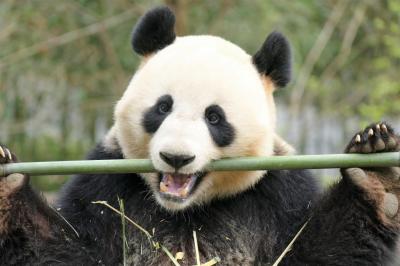 【2】熊猫楽園 (中国大熊猫保護研究中心 都江堰基地)