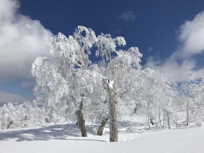 まだまだ楽しめる！北海道スキーｉｎキロロ&#10052;︎２０１９