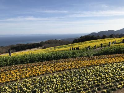 3月上旬の花の島、淡路島とちょこっと明石で明石焼き！