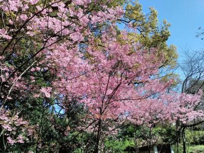 桜咲く初春の福岡を散策しました。