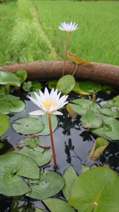 バリ島旅①　ウブドでスパ三昧