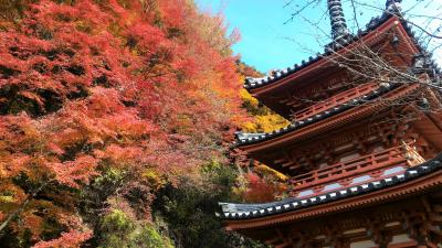 ２０１７・京都紅葉狩り（3.宇治～伏見）