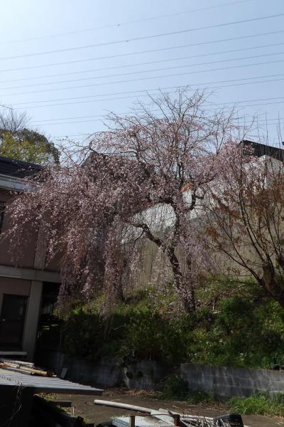 満開の紅枝垂れ桜