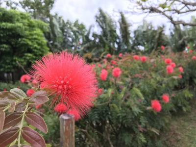 八重山旅行4日目 石垣島