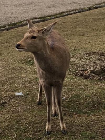 奈良で鹿と戯れる？