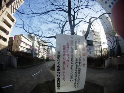 桜　~　2019年０4月１２日 東京区部　 2019.03.20~4月１２日金曜日