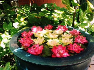 タイ1人旅・1日目 バンコクぶらぶら