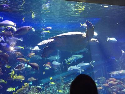 2018.8月 真夏の鳥羽水族館