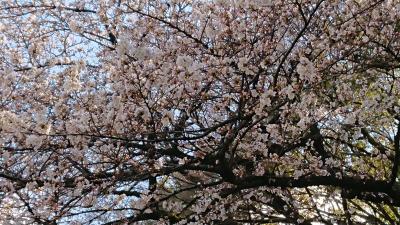 母娘東京への旅１ ～上野恩賜公園へお花見に行く