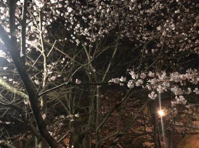 夜桜見物に再び西公園を訪れました。