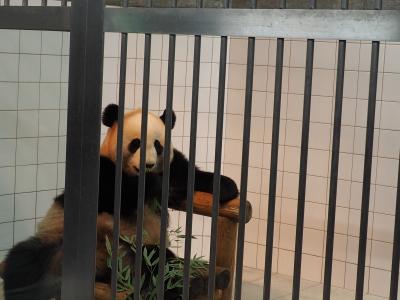 パンダと熊野三山のお参り旅