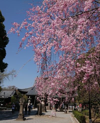 青春18きっぷで行く呑み鉄の旅　　　笠間～佐野～足利