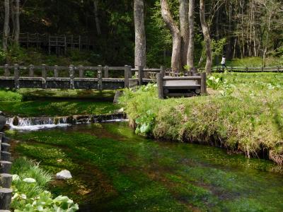 雪山・湧き水・春の花(2016GW・白馬安曇野の旅①）