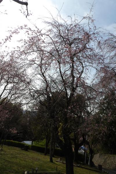 荒井城址公園の枝垂れ桜