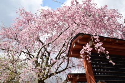 ひとりお花見部 2018④　巳の日の白雲神社～大原三千院の桜 三日め前半篇