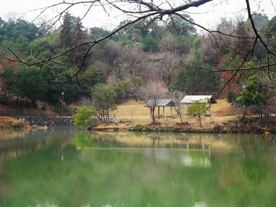 ２０１９年３月　山陽小野田市　江汐公園の椿まつりに行き１時間のウォーキングをしました