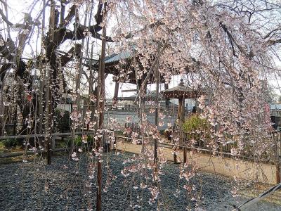 地蔵院の枝垂れ桜は満開でした