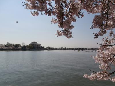 ワシントンDCの桜