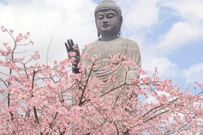 牛久大仏　さくら咲く