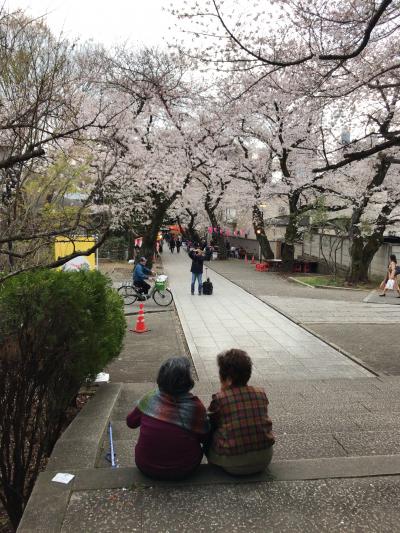 都内桜最前線情報・東京メトロ副都心線で各駅停車の花見、ランチ？付９６０円ツアー編