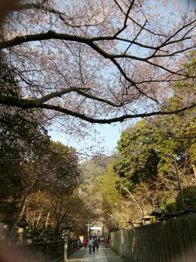 夫婦で珍道中、桜咲き始めの金刀比羅宮