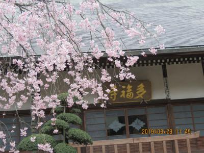 久しぶりに桜の多福寺を訪問する