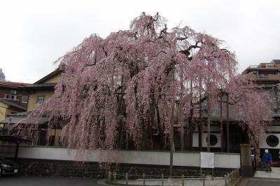 高尾の桜－高楽寺－2019年