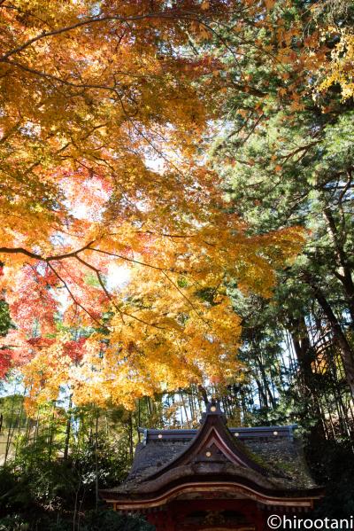 大和路の紅葉３スポット巡り