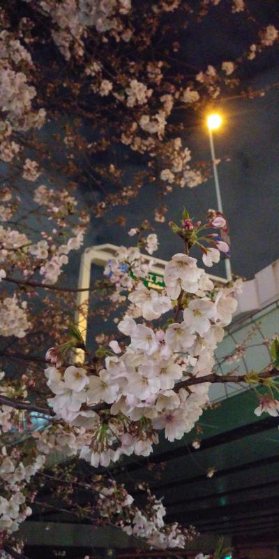 東京は桜満開です♪
