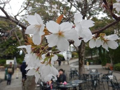 2019年3月長崎旅行2 （グラバー園の桜は満開）