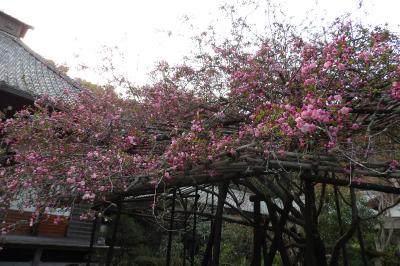 鎌倉光則寺の海棠は咲き始め－2019年