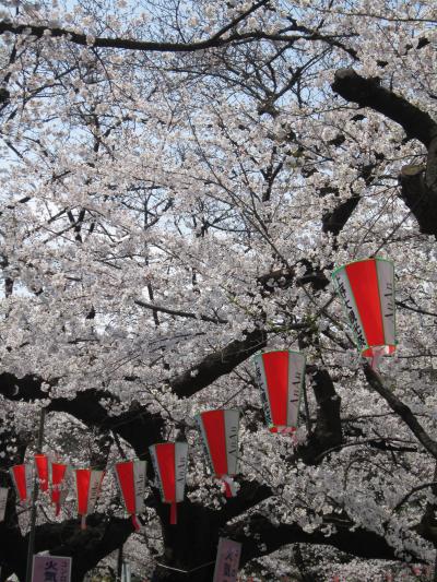 おのぼりさんが行く♪初めての上野公園で桜♪