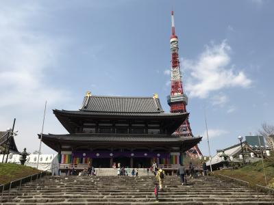 増上寺の桜