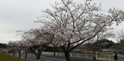 成田の中台公園辺りで桜