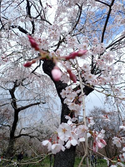 平成最後のお花見②　賀茂川で枝垂れ桜、ん～！完敗