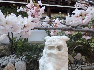 平成最後のお花見⑥　海津大崎の花見クルーズと近江神宮の桜