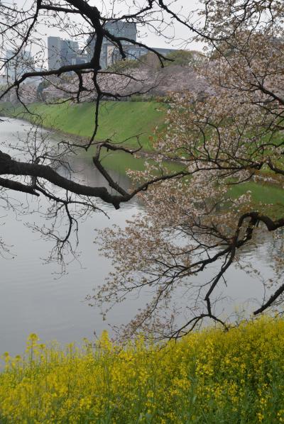 東京散歩　皇居代官町通りから千鳥ヶ淵公園を抜け国立劇場へと歩きました。