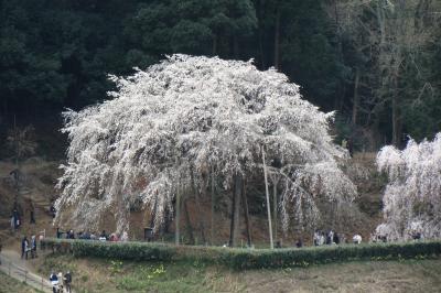 奥山田のしだれ桜を見に行きました