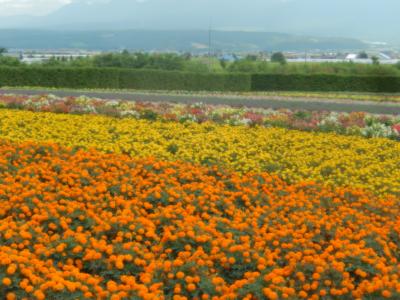 阪急ツアーで行く北海道の旅2　富田ファーム