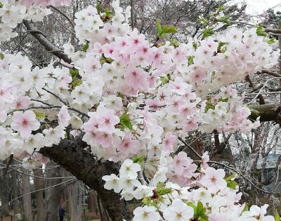 つくば市の赤塚公園でいい感じの桜