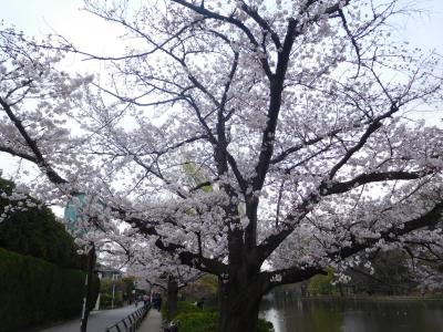 東京２０１９桜　【２】石神井公園