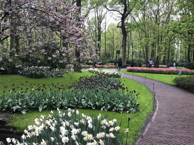 ドイツ・ライン川下りや河畔の町やベネルックス三国の運河・花・名画を楽しむ旅　5－3　雨のキューケンホフ公園は花盛り