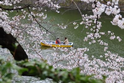桜散歩東京、六義園～千鳥ヶ淵・・・
