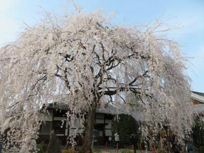 春だ！桜だ！4トラ集合！（六角堂&平野神社＆御所＆本満寺＆XIV八瀬離宮＆祇園にしかわ）