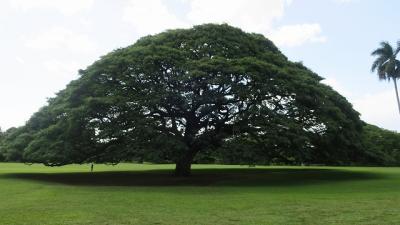10回目ハワイ★4日目~帰国 今回はクジラを見るぞーの旅