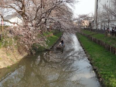 川越　散策・食べ歩き　満開の桜には少し早かった～